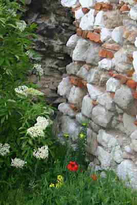 Wall and Flowers